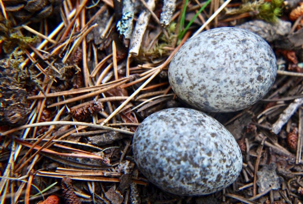 Common Nighthawk (Chordeiles minor) by Tab Tannery is licensed under CC BY-NC-SA 2.0